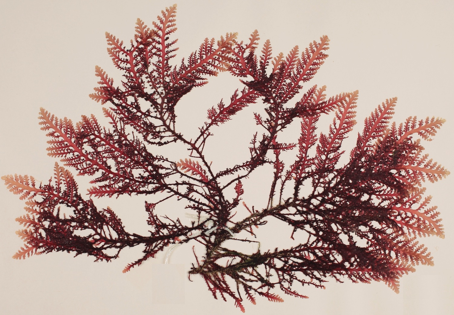 Herbarium specimen of red marine algae (Laurencia brongniartii), a seaweed found in Australian tropical and subtropical waters. Photo: Royal Botanic Garden and Domain Trust. 