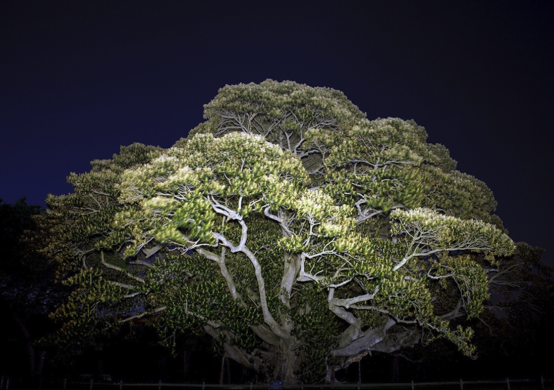 Moreton Bay Fig, Royal Botanic Gardens, Sydney. 